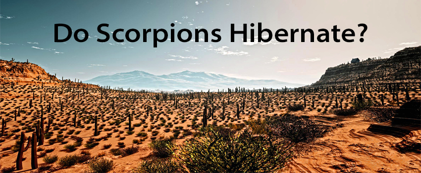 Do scorpions hibernate