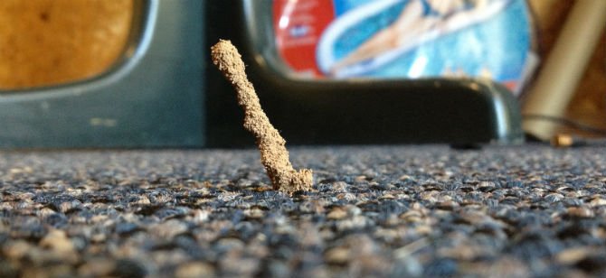 termite-mud-tube-through-carpet
