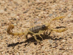 Arizona Scorpion on Desert Ground