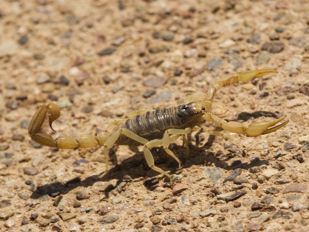 Scorpion Pest Control in Phoenix, AZ | Scorpion Exterminator Scorpion Pest Control in Phoenix, AZ | Scorpion Exterminator