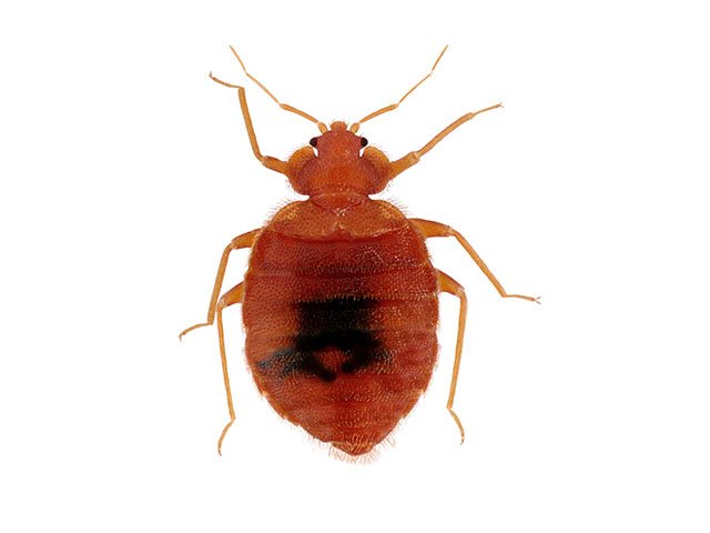 Bed Bug Exterminator and Pest Control - Phoenix AZ