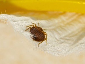bed bug on mattress in Arizona