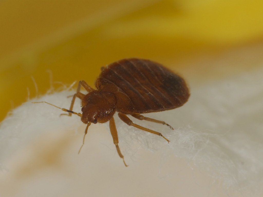 Bed Bug Exterminator and Pest Control 