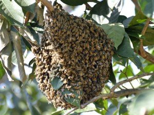 Honey Bee Swarm Phoenix