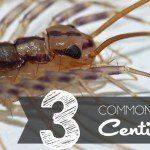 Common Centipedes in Arizona