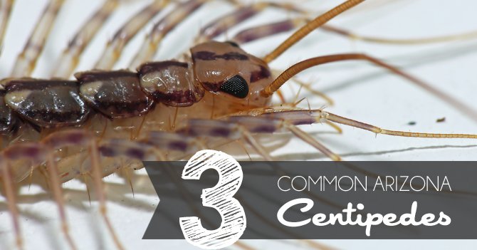 3 Common Arizona Centipedes