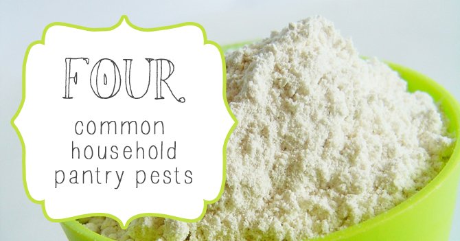 Four Common Pantry Pests