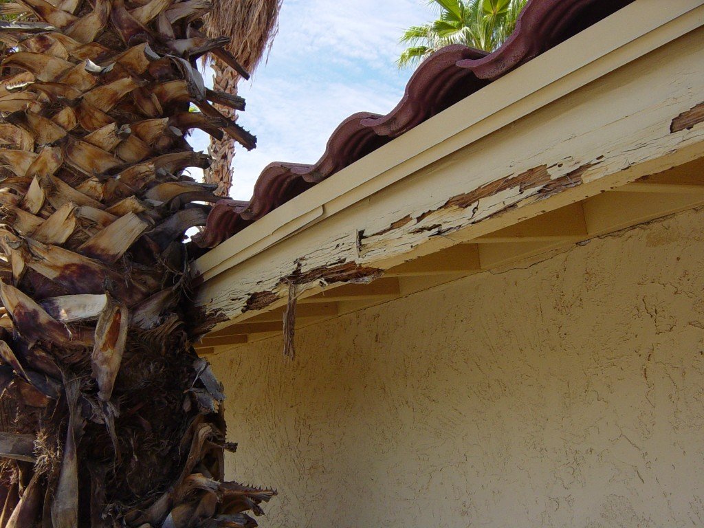 How do you recognize the signs of termites?