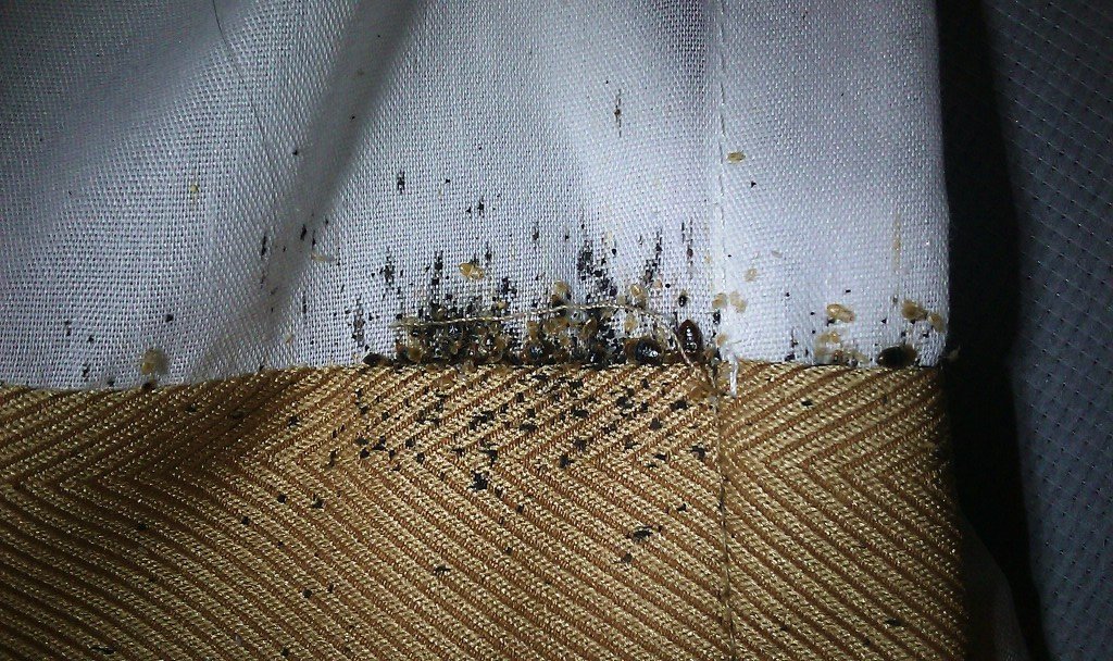 Columbus bed bug infestation solutions