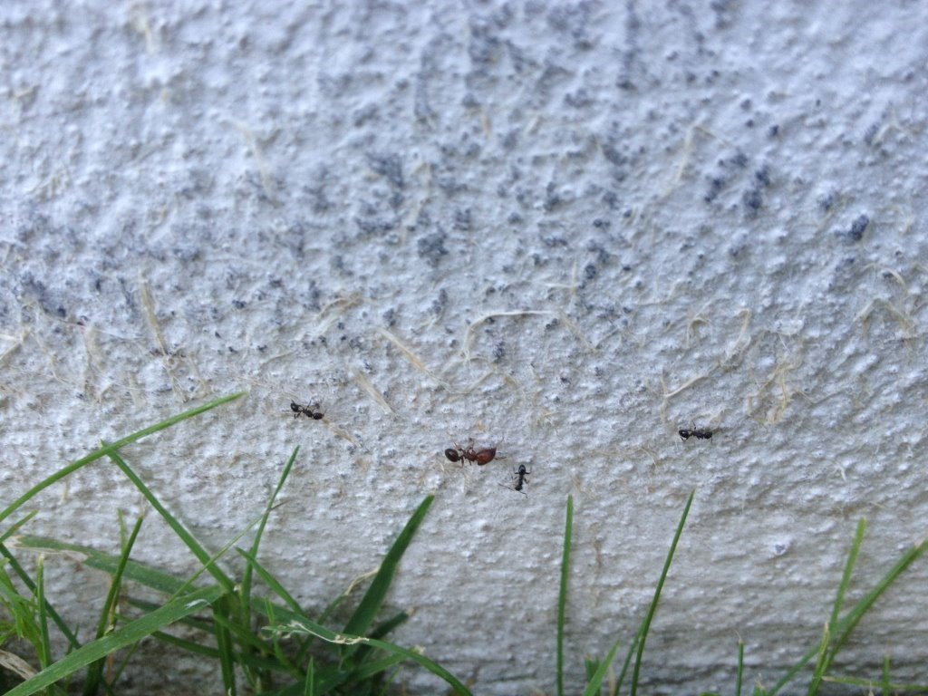 Ants on Wall in Phoenix Arizona
