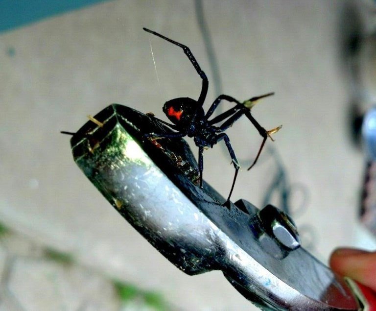 Black Widow Spider On A Wrench