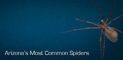 Arizona's Common Spiders