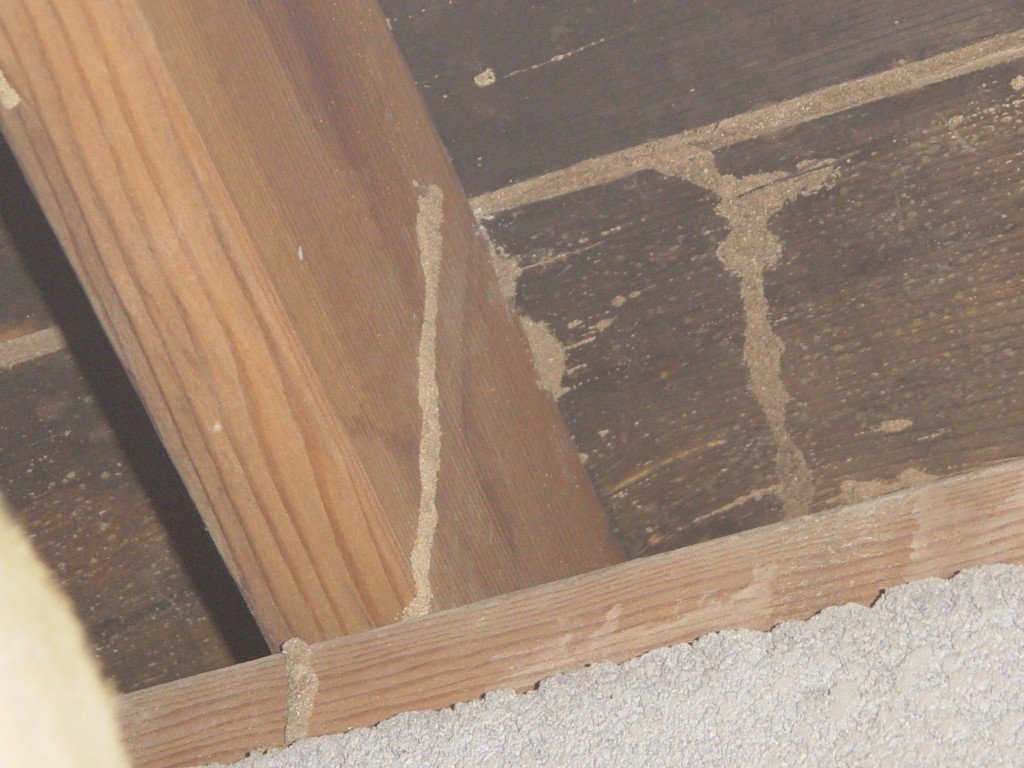 termite tube on foundation in Phoenix Arizona