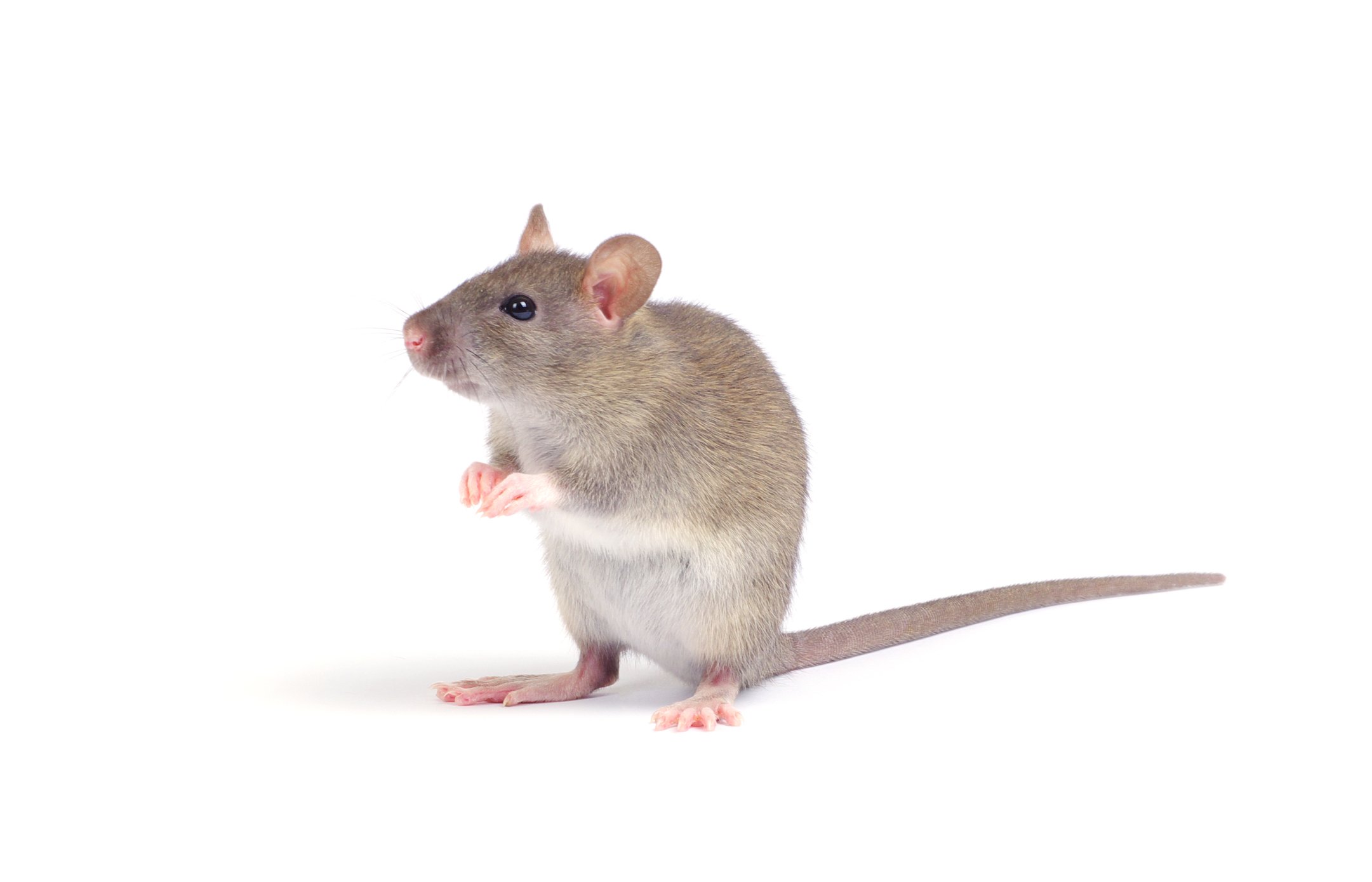 20+ Ways to Get Rid of Mice, Homemade Pesticides