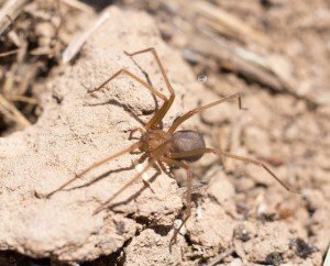 recluse spiders