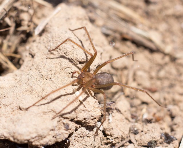 brown recluse nest