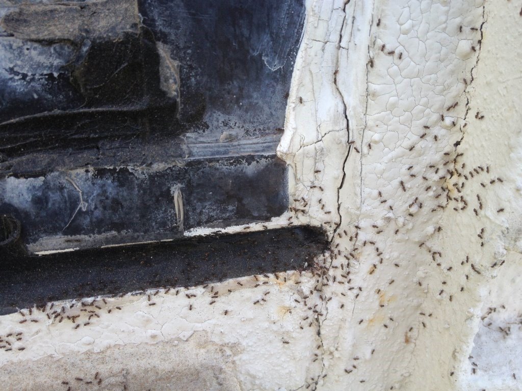 Ants on Phoenix Home