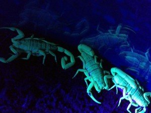 Arizona Scorpions in Black Light