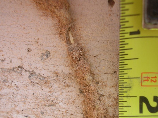 Arizona Termite Shelter Tube