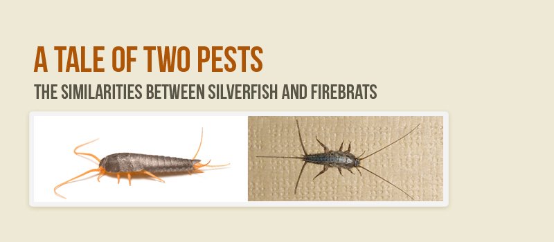 Firebrat vs Silverfish: A Tale of Two Pests