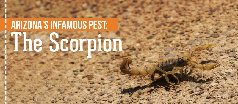 Arizona’s Infamous Pest: The Scorpion