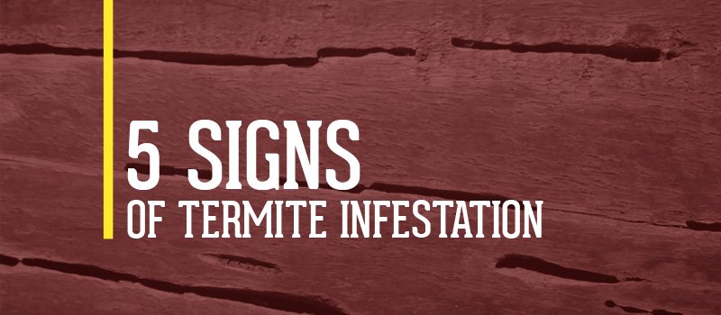 signs of termites infestation