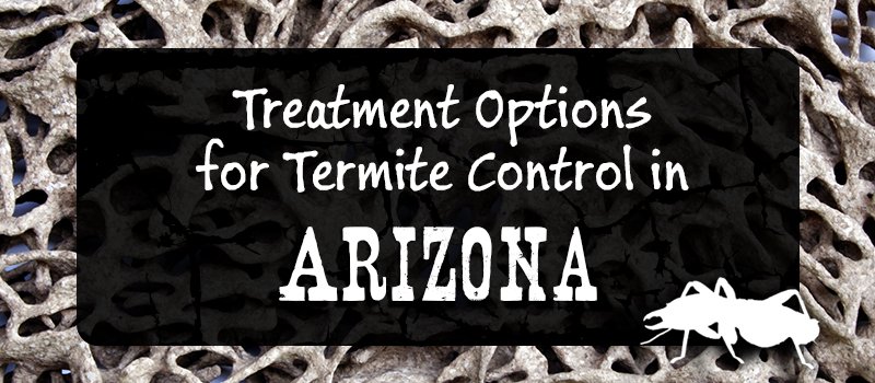 Treatment Options for Termite Control in Arizona