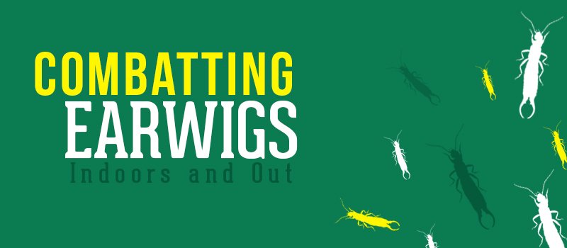 Combatting Earwigs Indoors and Out