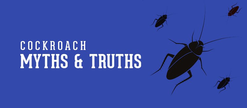 myth and truth about cockroach