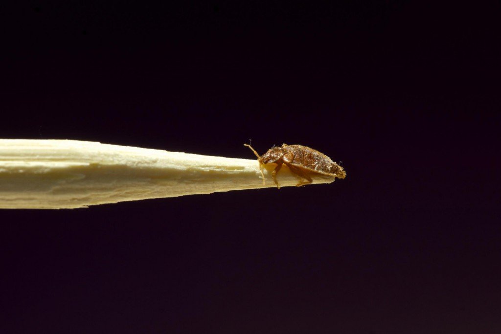 What Color Do Bed Bugs Hate? What Colors Attracts Bed Bugs?