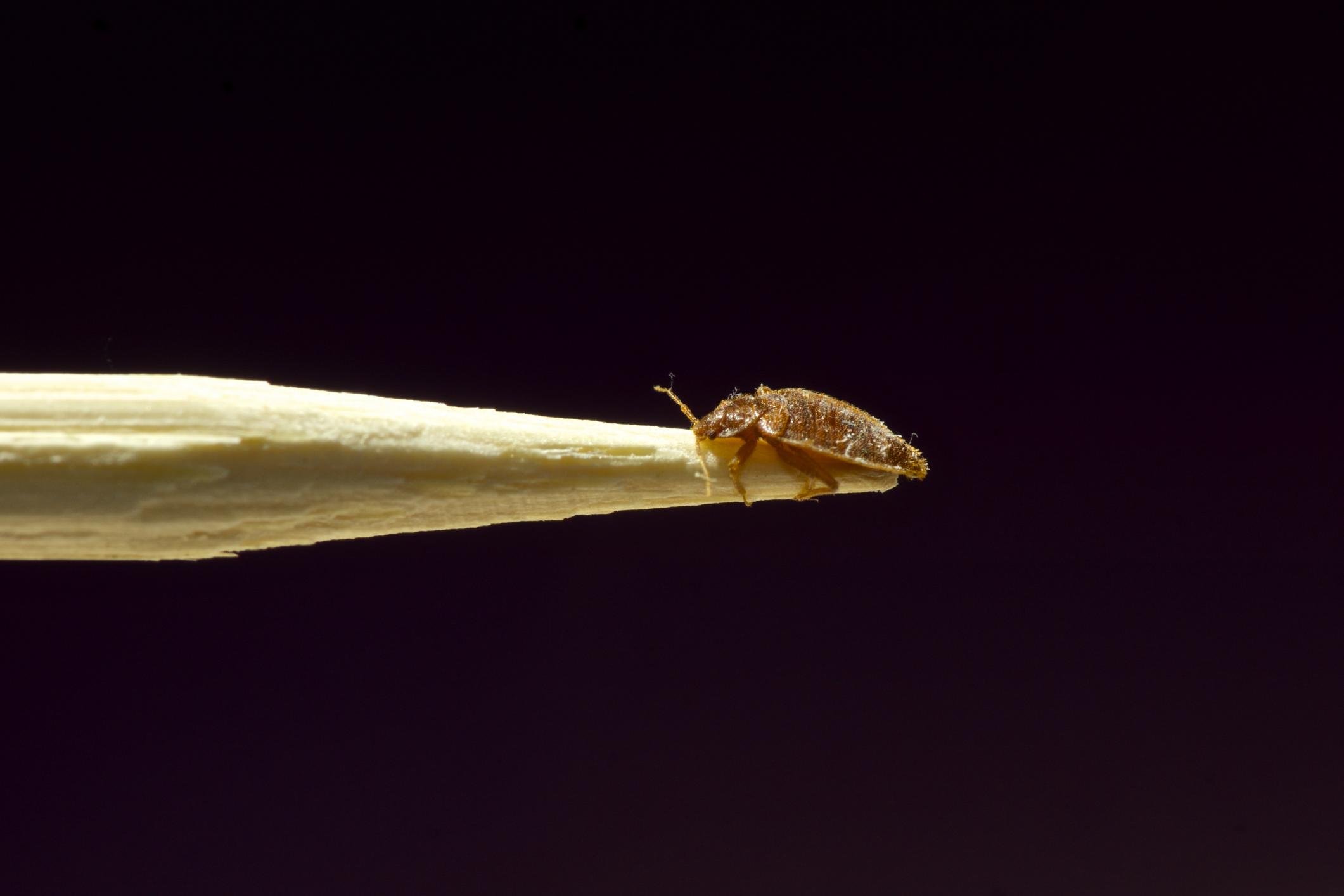 Can Bed Bug Traps Get Rid of Bed Bug Infestation?