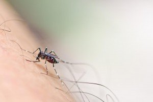 Mosquito on Skin
