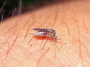 Up Close Mosquito On Human Skin