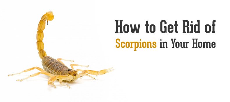 What are scorpions attracted to?  Desert Castle Pest Control: Mesa, AZ  Pest, Rodent & Termite Control Company