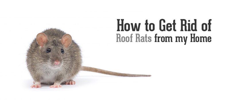 How to Eliminate Roof Rats in Your Home