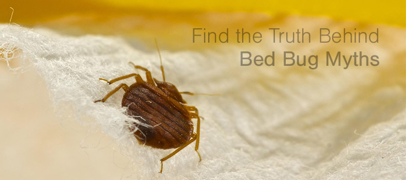 Find the truth behind bed bug myths