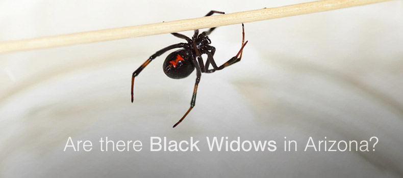 How do I get rid of Black Widow Spiders?