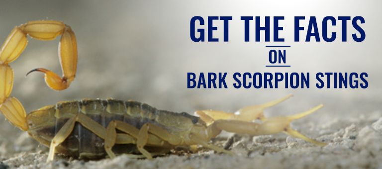 blog facts on scorpion stings