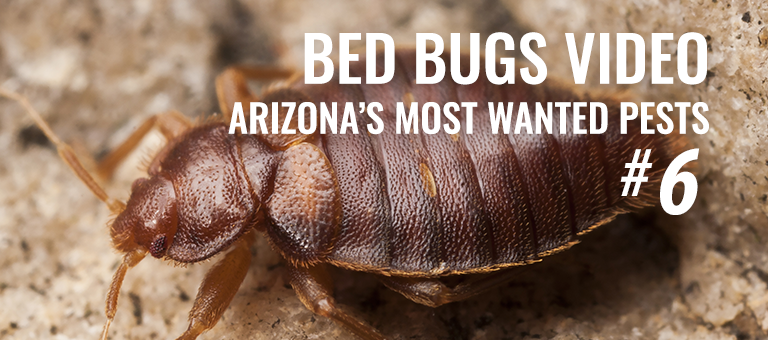 Bedbugs AZ Most Wanted Pest #6 – What Bed Bugs Look Like