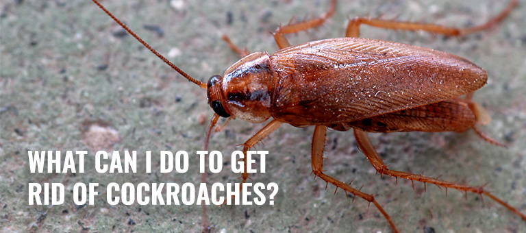 How to rid roaches from your home