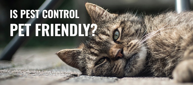 Is pest control pet friendly?