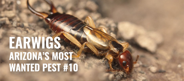 Earwigs top 10 pest blog article