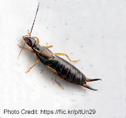 Earwig up close