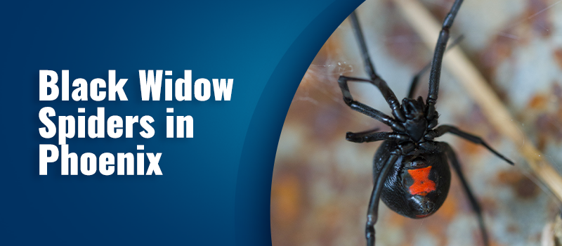 black widow spiders in phoenix arizona