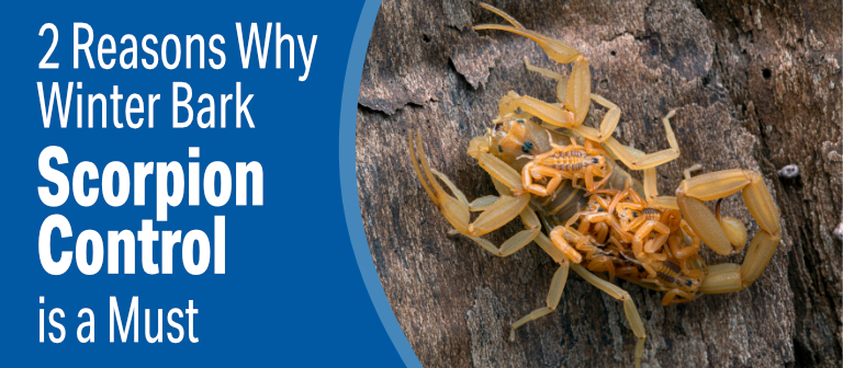 2 reasons why winter bark scorpion control is a must