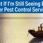 What If I’m Still Seeing Bugs After Pest Control? 