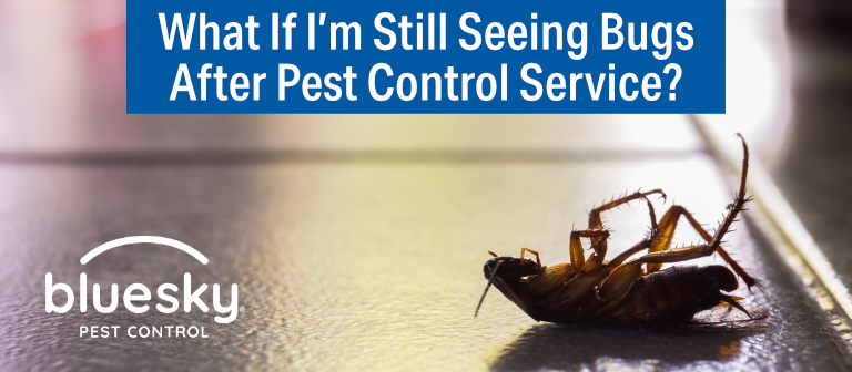 What If I'm Still Seeing Bugs After Pest Control Service?