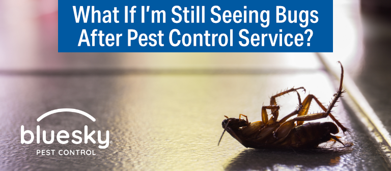 Things To Do When Pests Infest Your Home