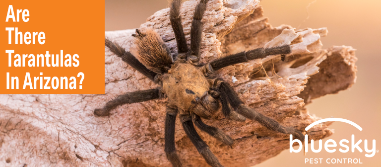 Are There Tarantulas In Arizona?