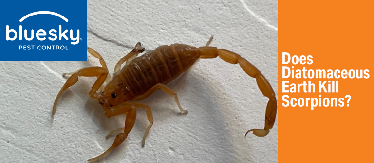 Does Diatomaceous Earth Kill Scorpions? Where Should You Put it? Does Diatomaceous Earth Kill Scorpions? Where Should You Put it?